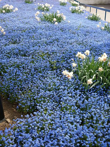 Forget Me Not Blue Flower Seeds