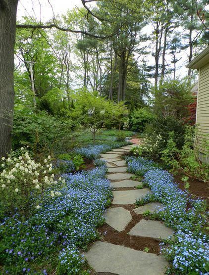 Forget Me Not Blue Flower Seeds