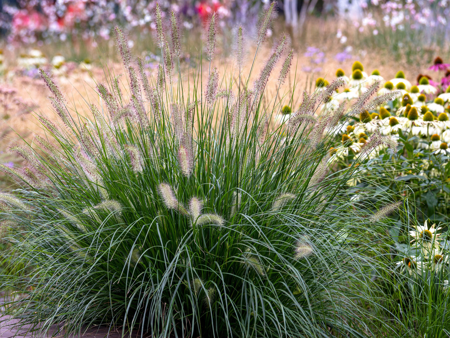 Grass, Chinese Fountain Grass Seeds