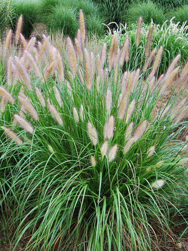 Grass, Chinese Fountain Grass Seeds