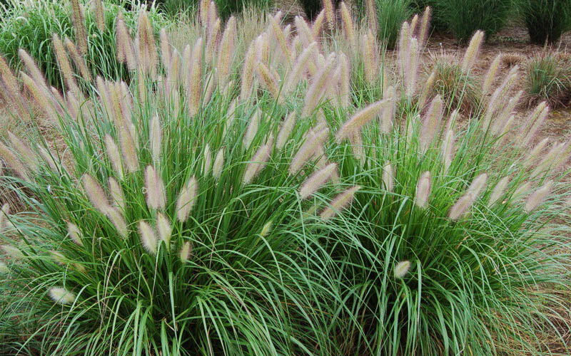 Grass, Chinese Fountain Grass Seeds
