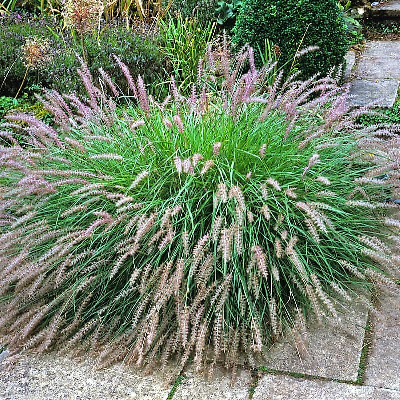 Grass, Chinese Fountain Grass Seeds