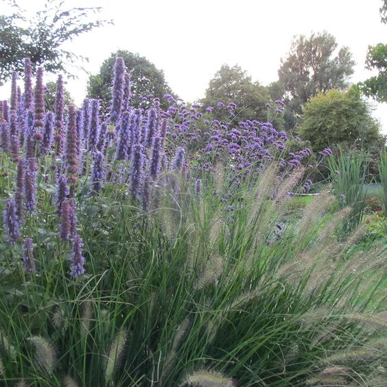 Grass, Chinese Fountain Grass Seeds