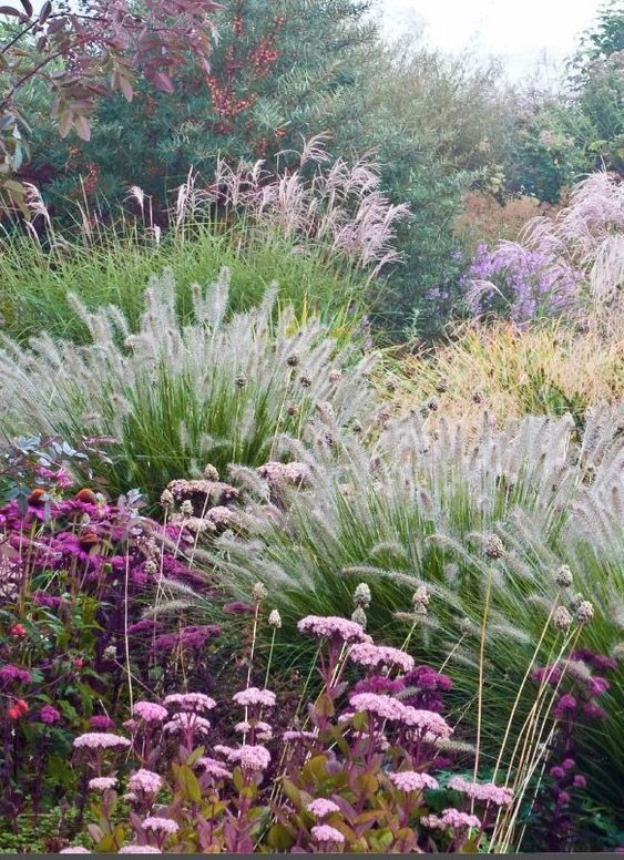Grass, Chinese Fountain Grass Seeds