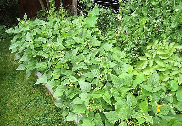 Bean, Green Bean Bush Seeds