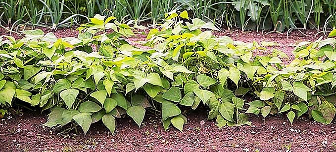 Bean, Green Bean Bush Seeds