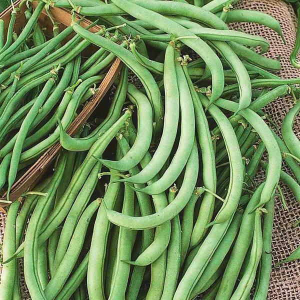 Bean, Green Bean Bush Seeds