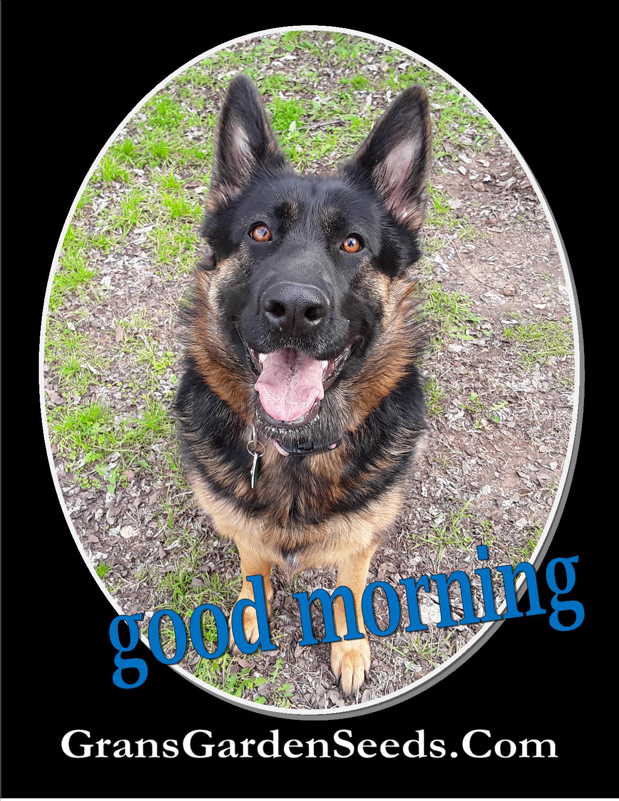 Carrot Seeds, Organic Scarlet Nantes Carrot