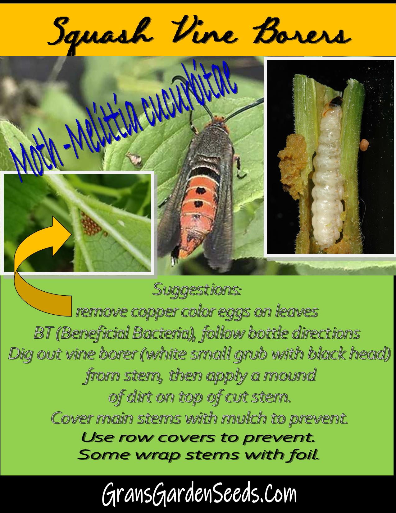 Zucchini, Organic Black Beauty Zucchini Seeds