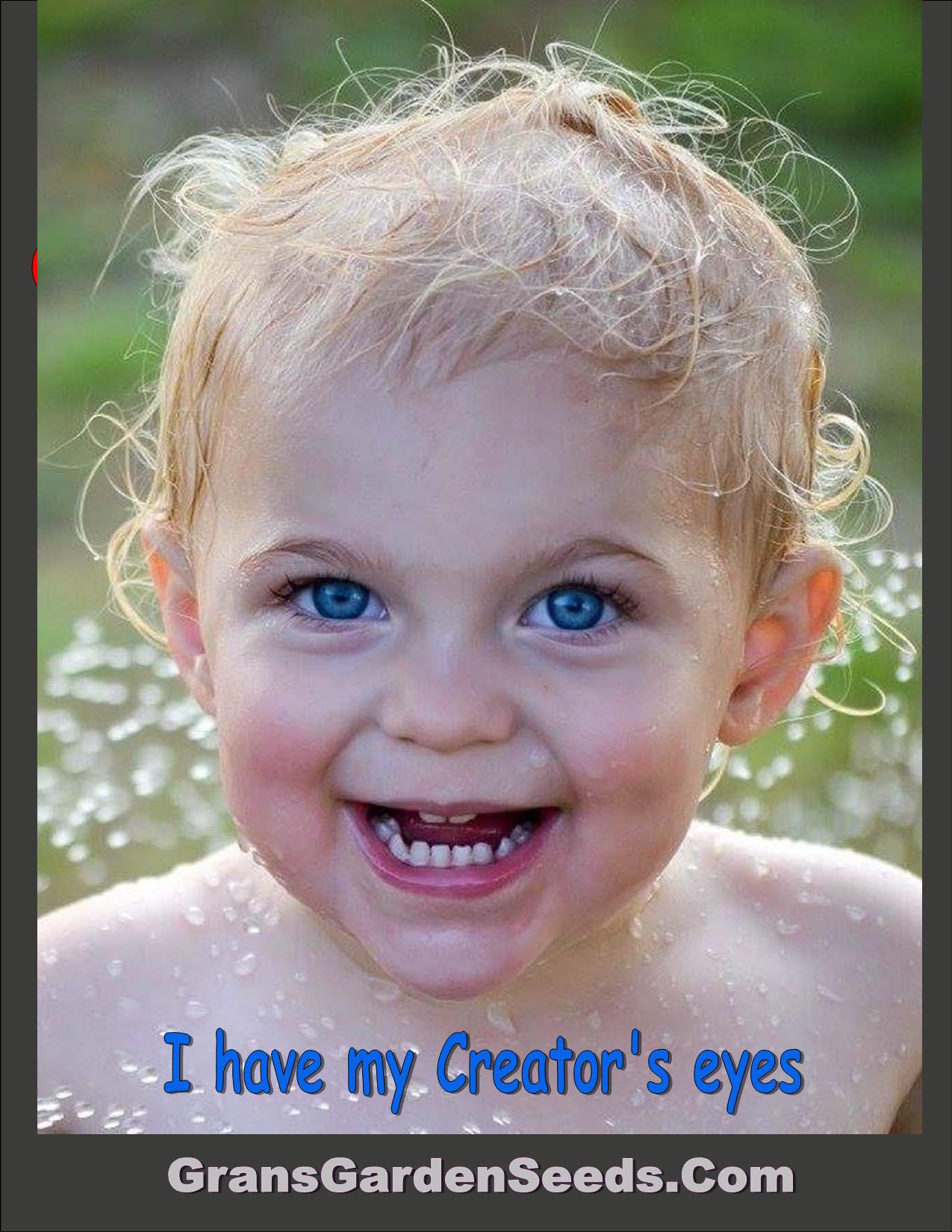 Astilbe Arendsii Bunter Mixed Color Seeds