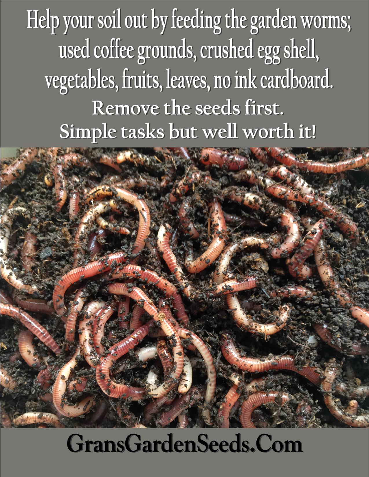 Borage Herb Seeds