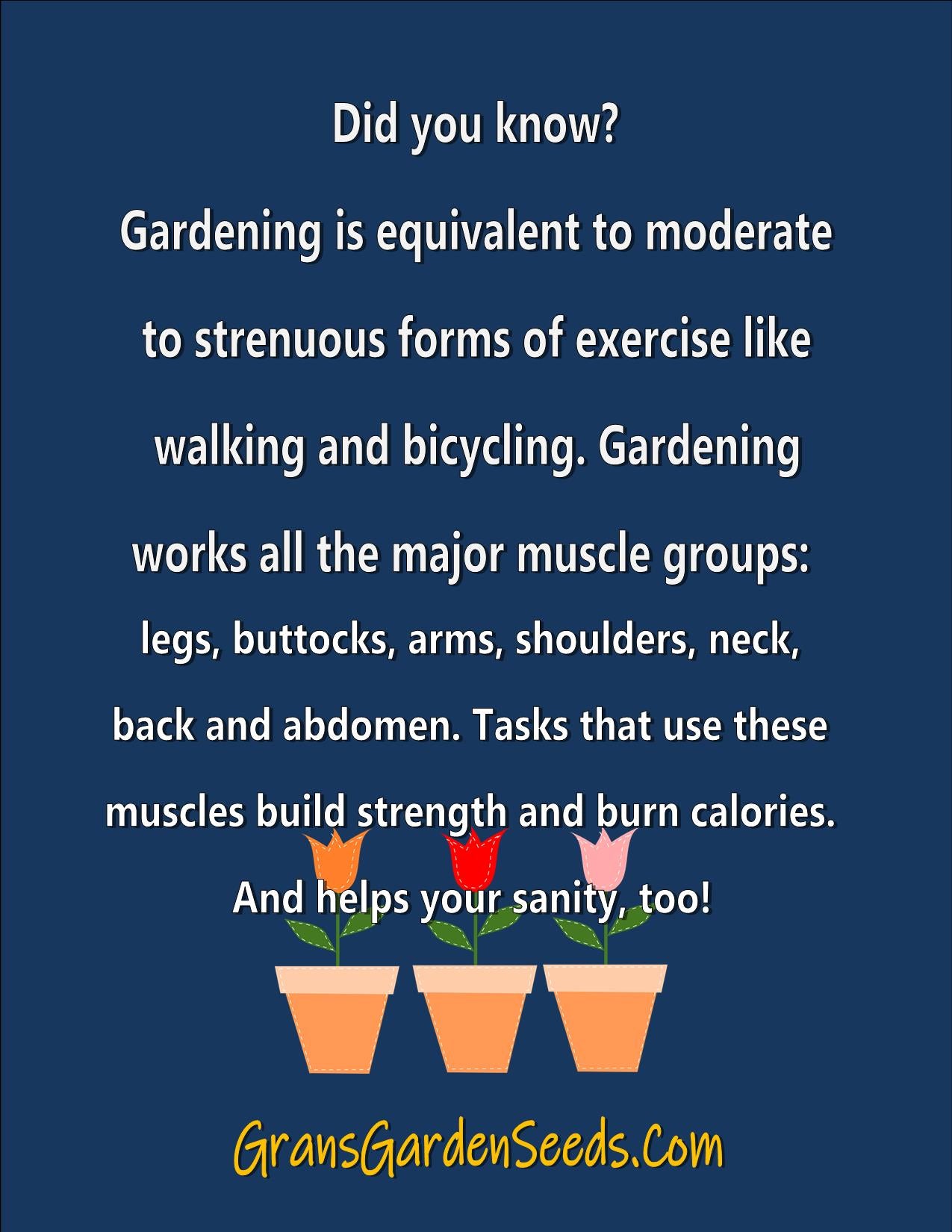 Amaranthus Tricolor Perfecta Seeds