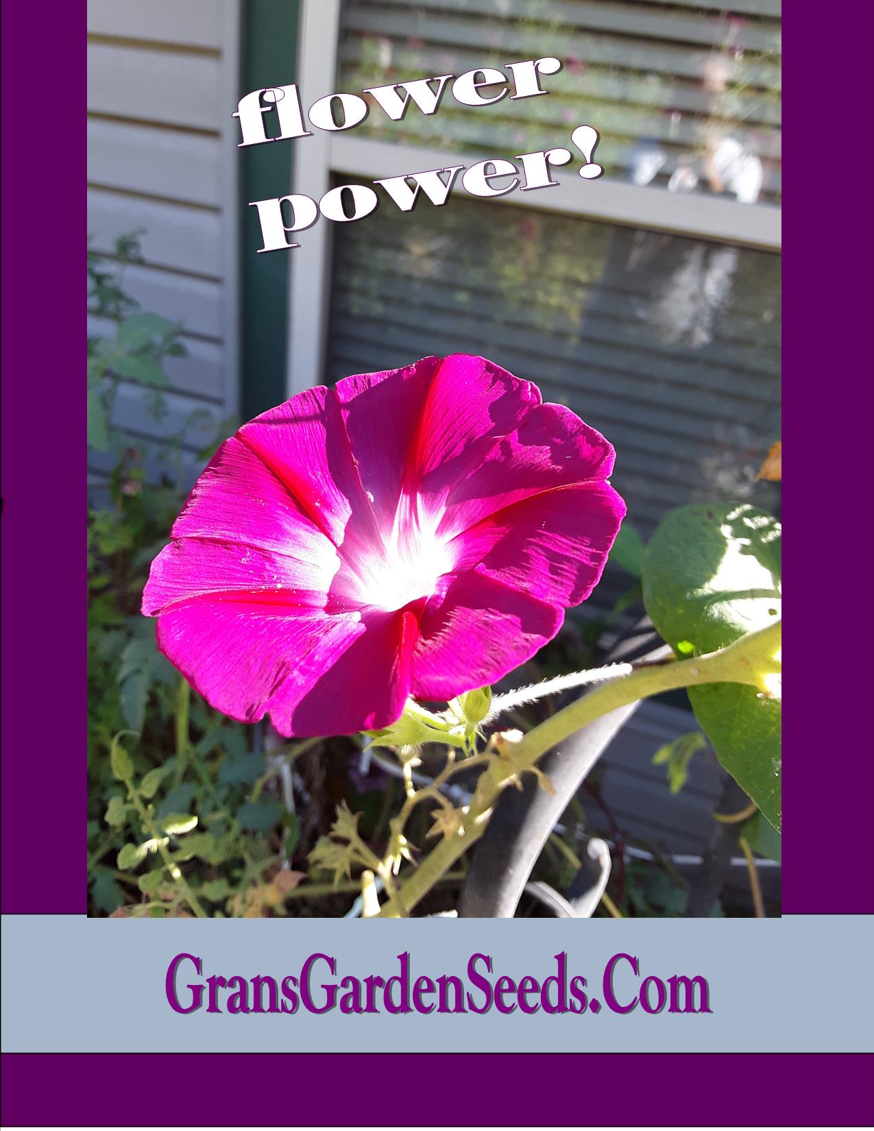 Morning Glory Crimson Rambler Heirloom Seeds