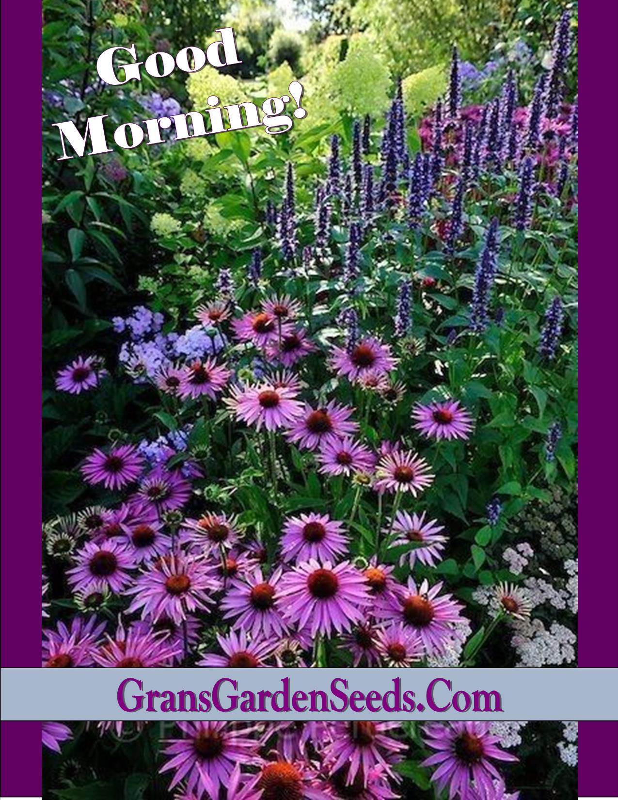 Hyssop Seeds, Agastache Mexicana Lavender Blue