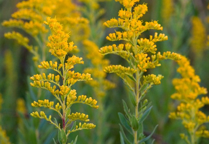 Goldenrod Canada Seeds, Solidago Canadensis