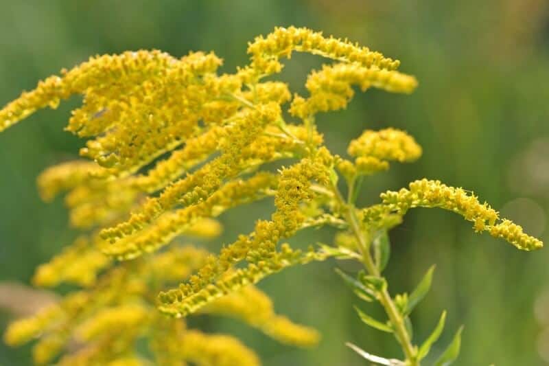 Goldenrod Canada Seeds, Solidago Canadensis