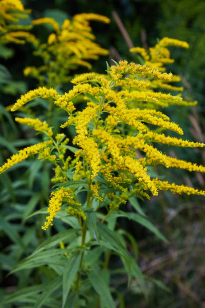 Goldenrod Canada Seeds, Solidago Canadensis