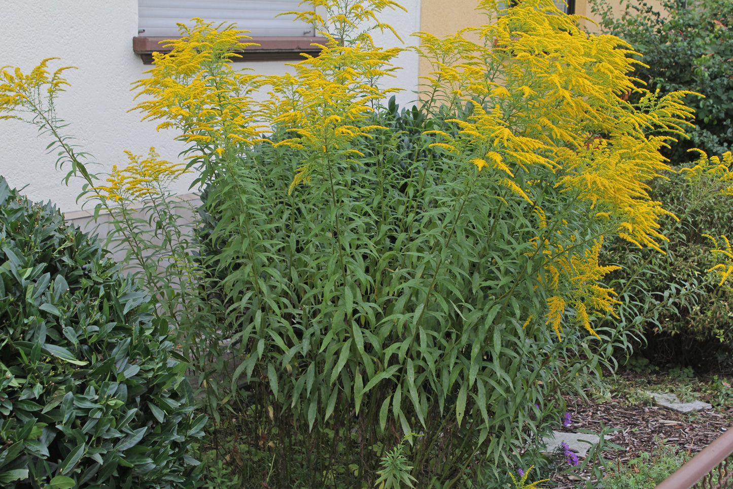 Goldenrod Canada Seeds, Solidago Canadensis