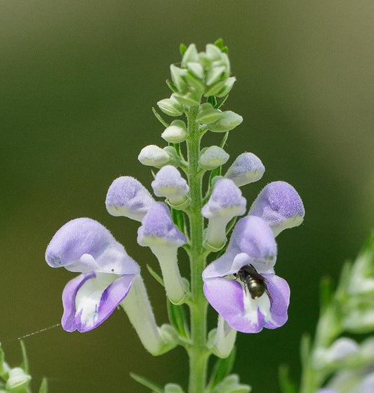 Skullcap, Hoary Skullcap