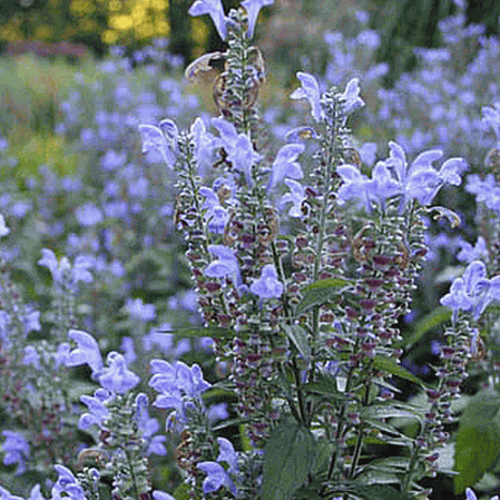 Skullcap, Hoary Skullcap