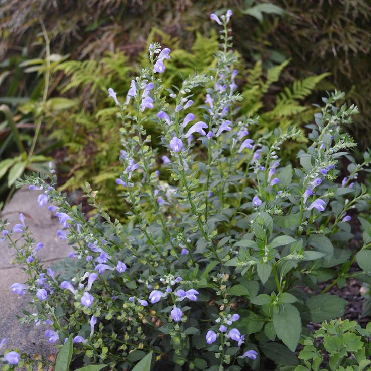 Skullcap, Hoary Skullcap