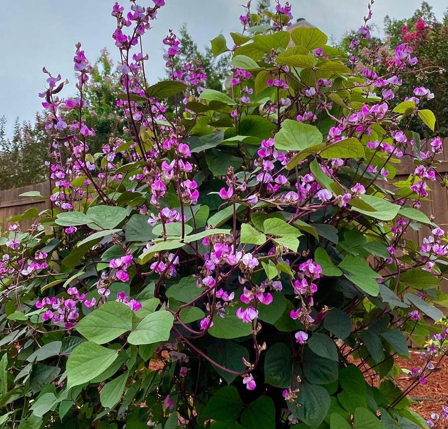 Hyacinth Bean Vine Seeds, (Dolichos Lablab Redleaved)