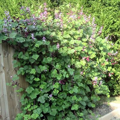Hyacinth Bean Vine Seeds, (Dolichos Lablab Redleaved)