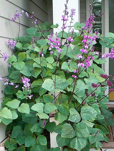 Hyacinth Bean Vine Seeds, (Dolichos Lablab Redleaved)