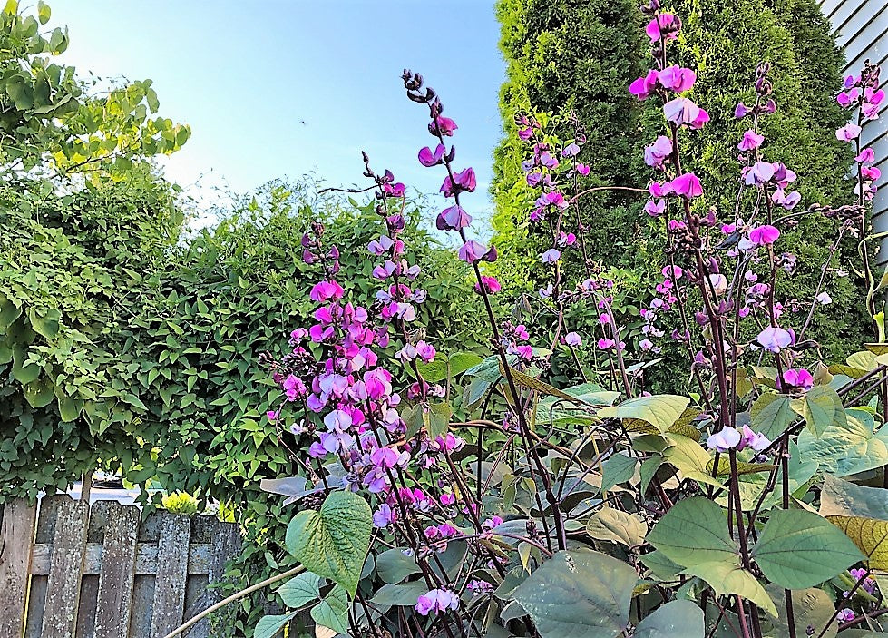 Hyacinth Bean Vine Seeds, (Dolichos Lablab Redleaved)