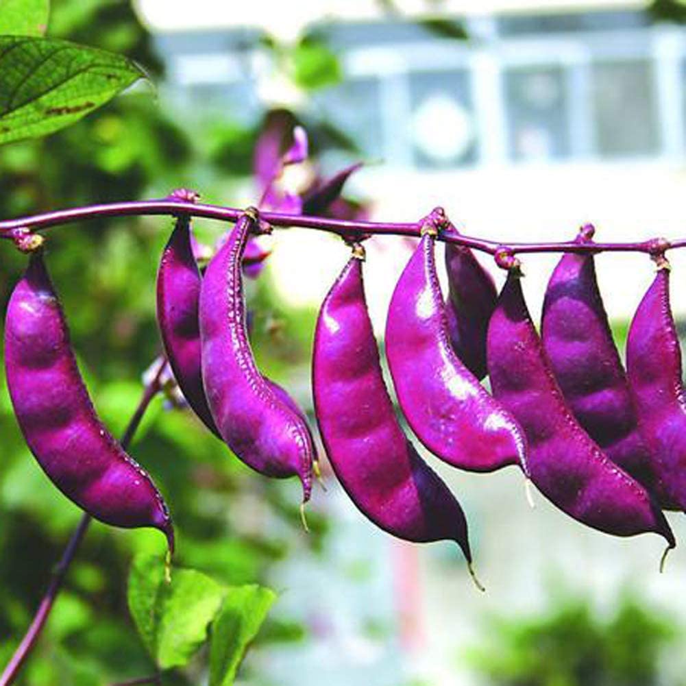 Hyacinth Bean Vine Seeds, (Dolichos Lablab Redleaved)