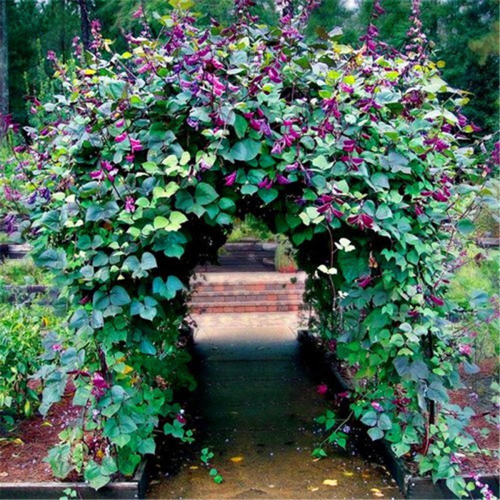 Hyacinth Bean Vine Seeds, (Dolichos Lablab Redleaved)