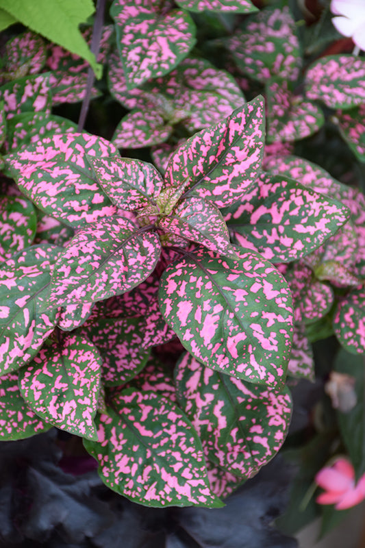 Hypoestes Seeds or Pink Polka Dot Plant