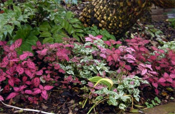 Hypoestes Seeds or Pink Polka Dot Plant