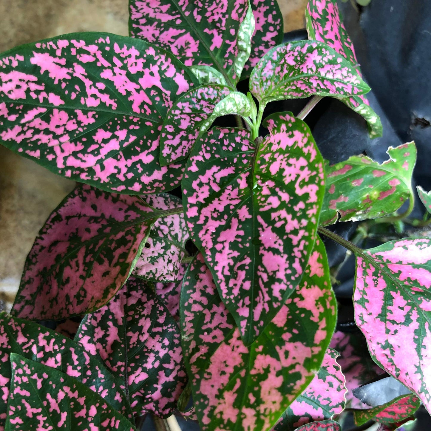 Hypoestes Seeds or Pink Polka Dot Plant