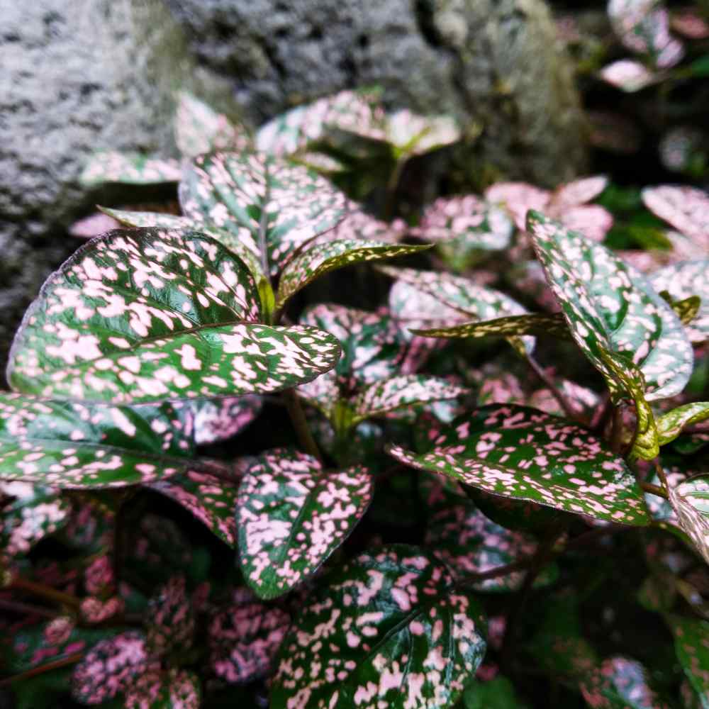 Hypoestes Seeds or Pink Polka Dot Plant