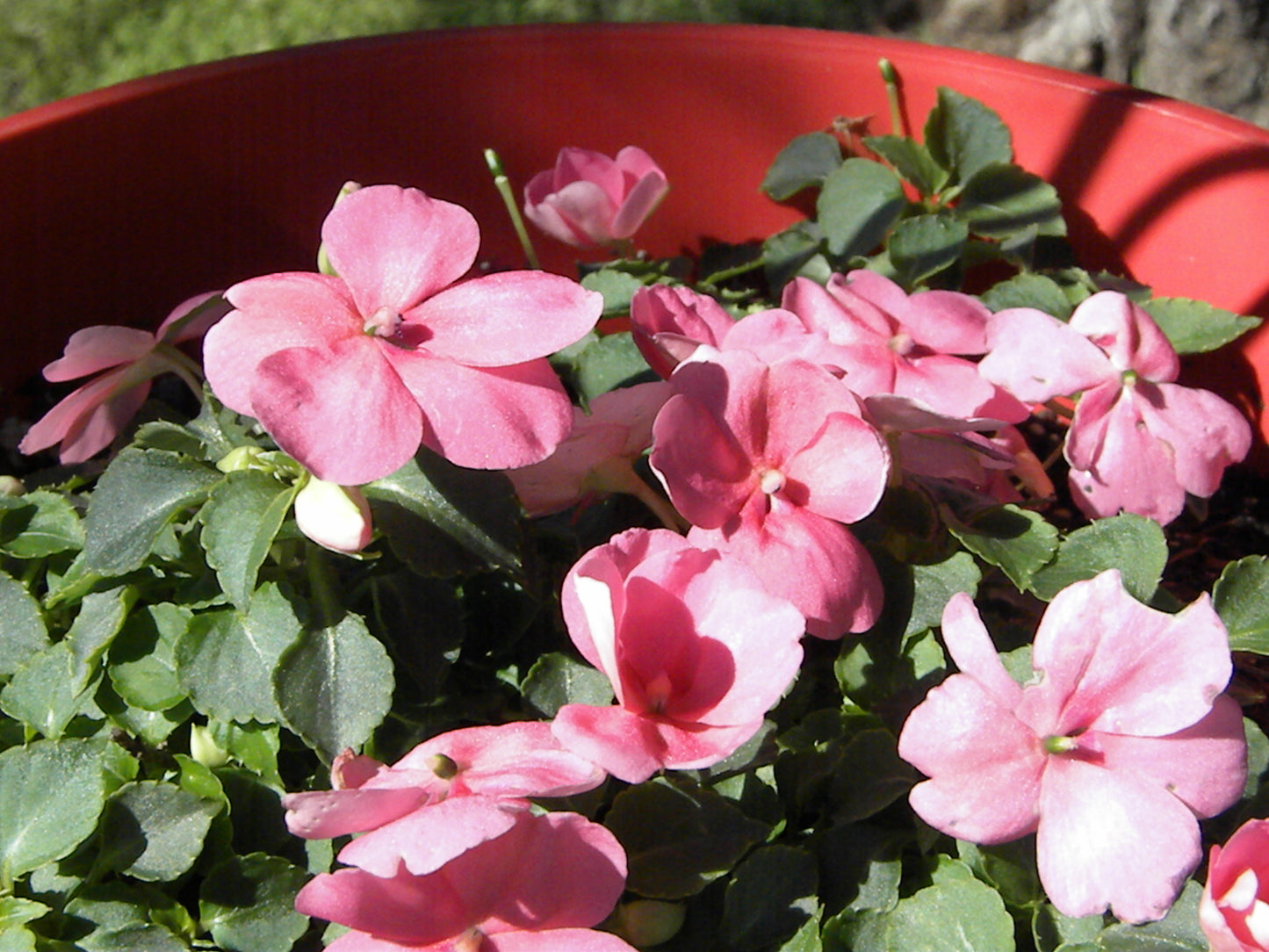 Impatiens Seeds, Pink Blooms
