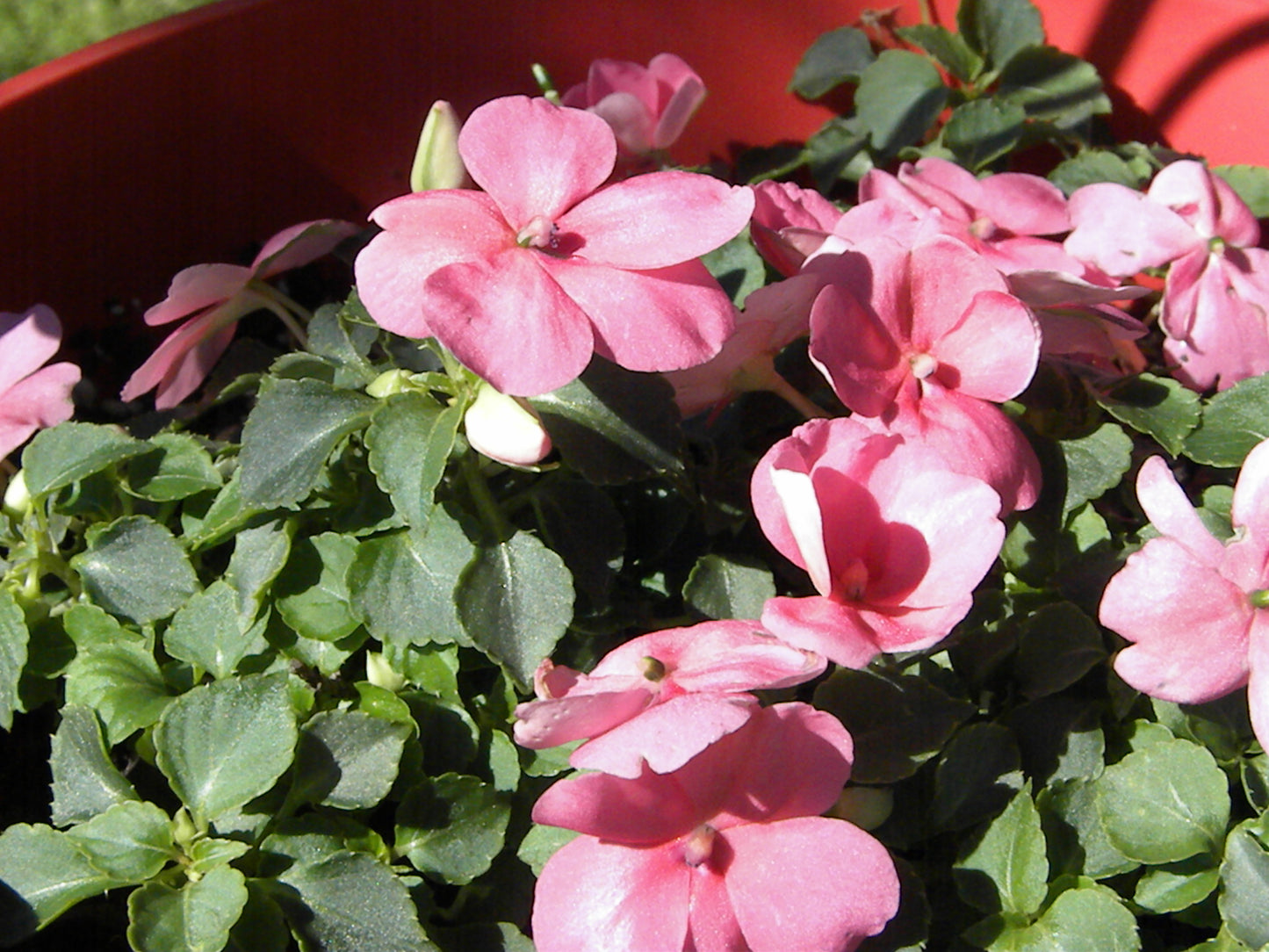Impatiens Seeds, Pink Blooms