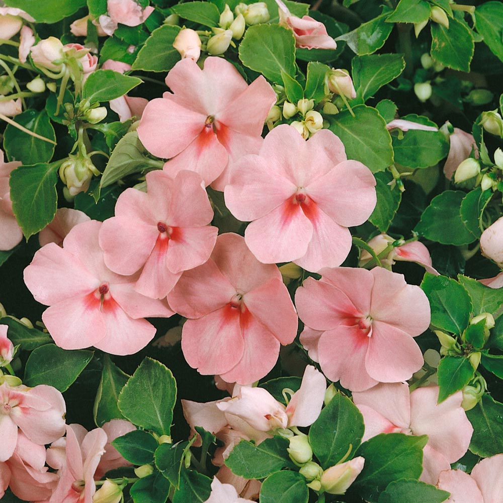 Impatiens Seeds, Pink Blooms
