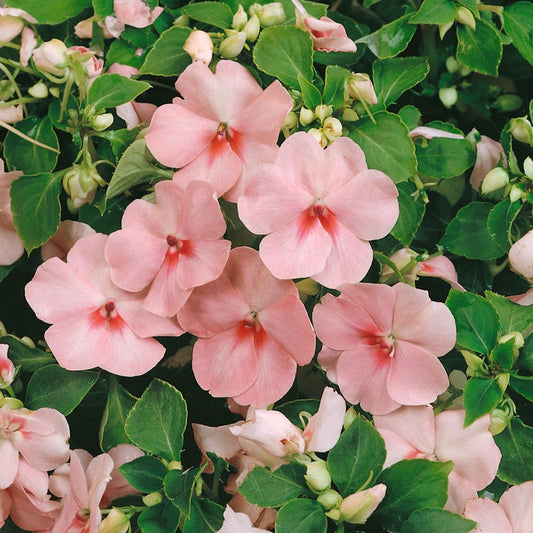 Impatiens Seeds, Pink Blooms