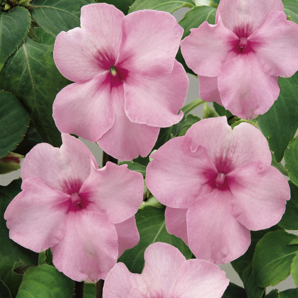 Impatiens Seeds, Pink Blooms