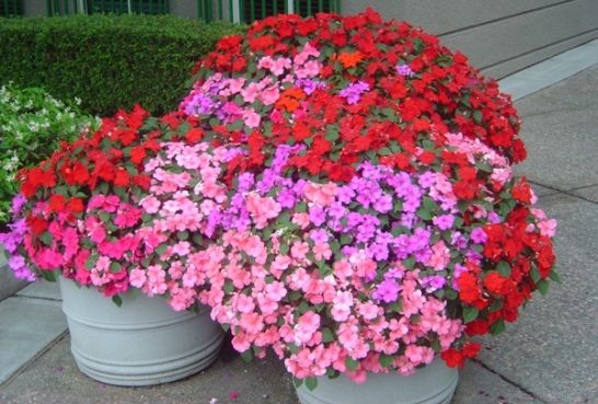 Impatiens Seeds, Pink Blooms