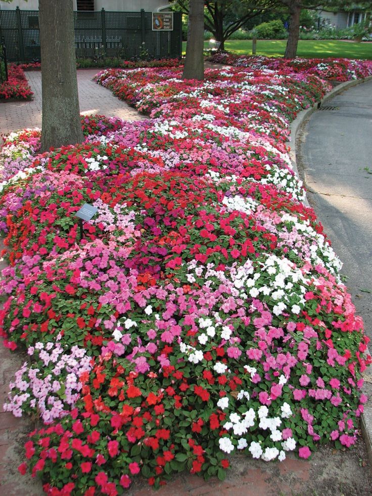 Impatiens Seeds, Pink Blooms