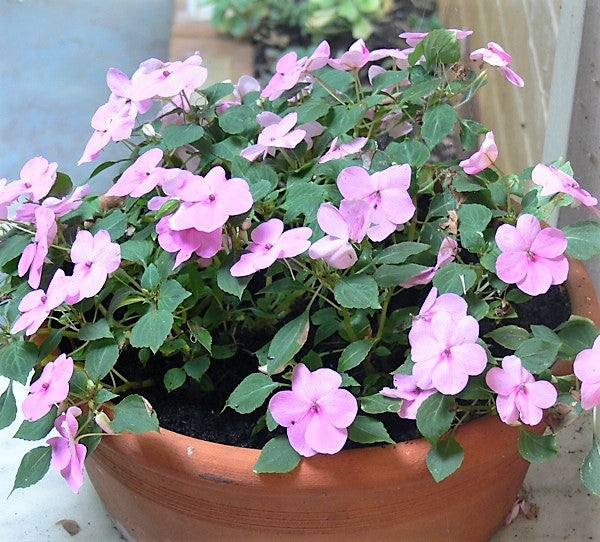 Impatiens Seeds, Pink Blooms