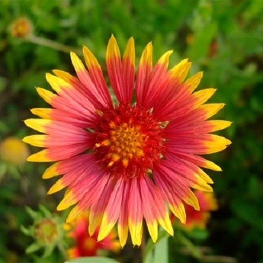 Indian Blanket Flower Seeds