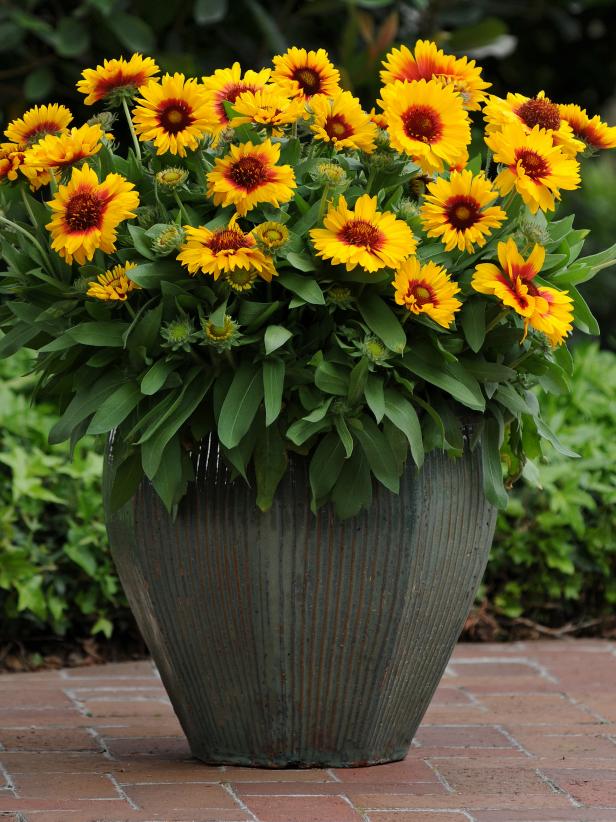 Indian Blanket Flower Seeds