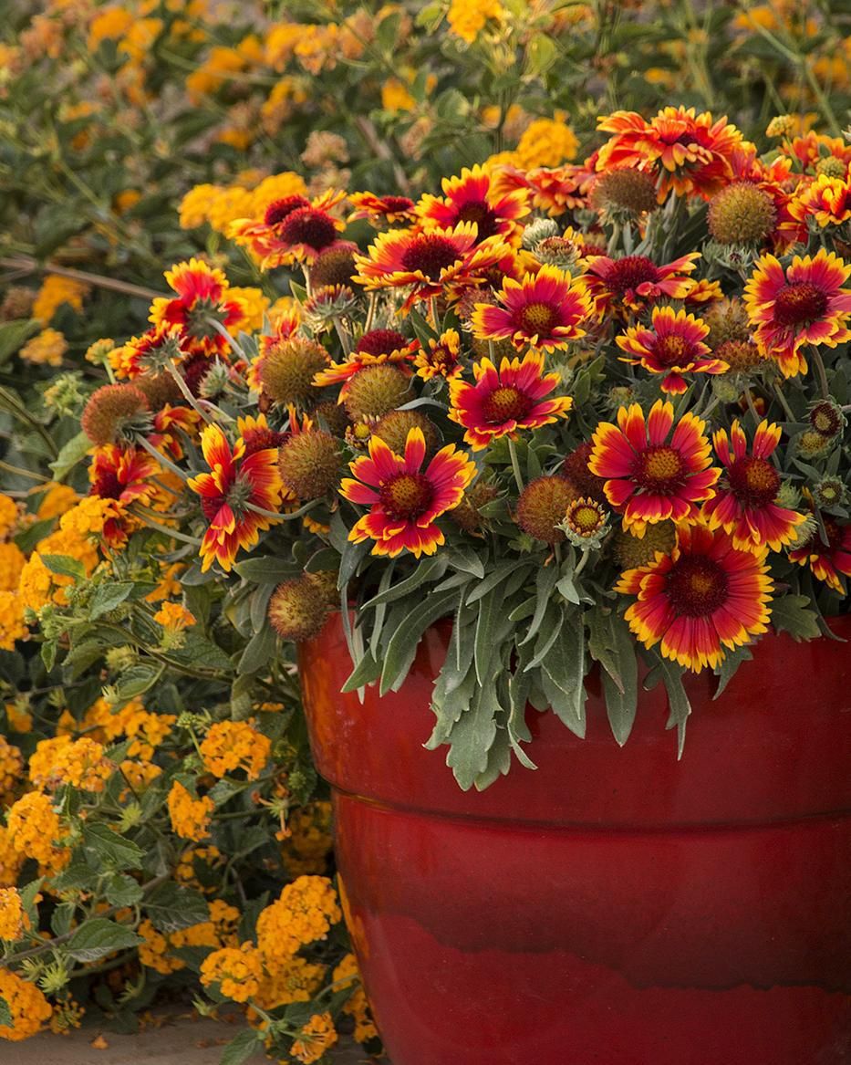 Indian Blanket Flower Seeds
