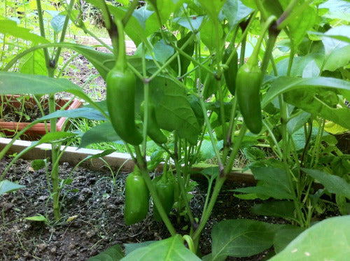 Pepper, Jalapeno Chili Pepper Seeds
