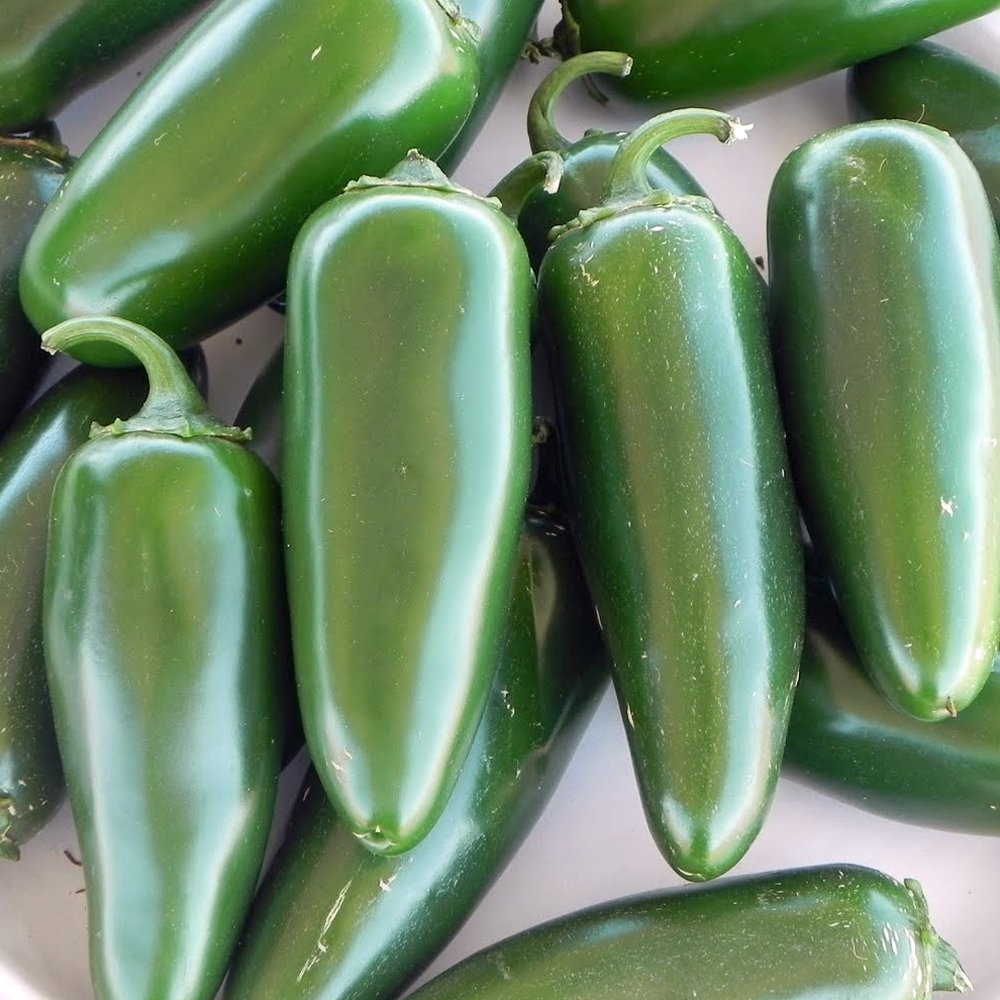 Pepper, Jalapeno Chili Pepper Seeds