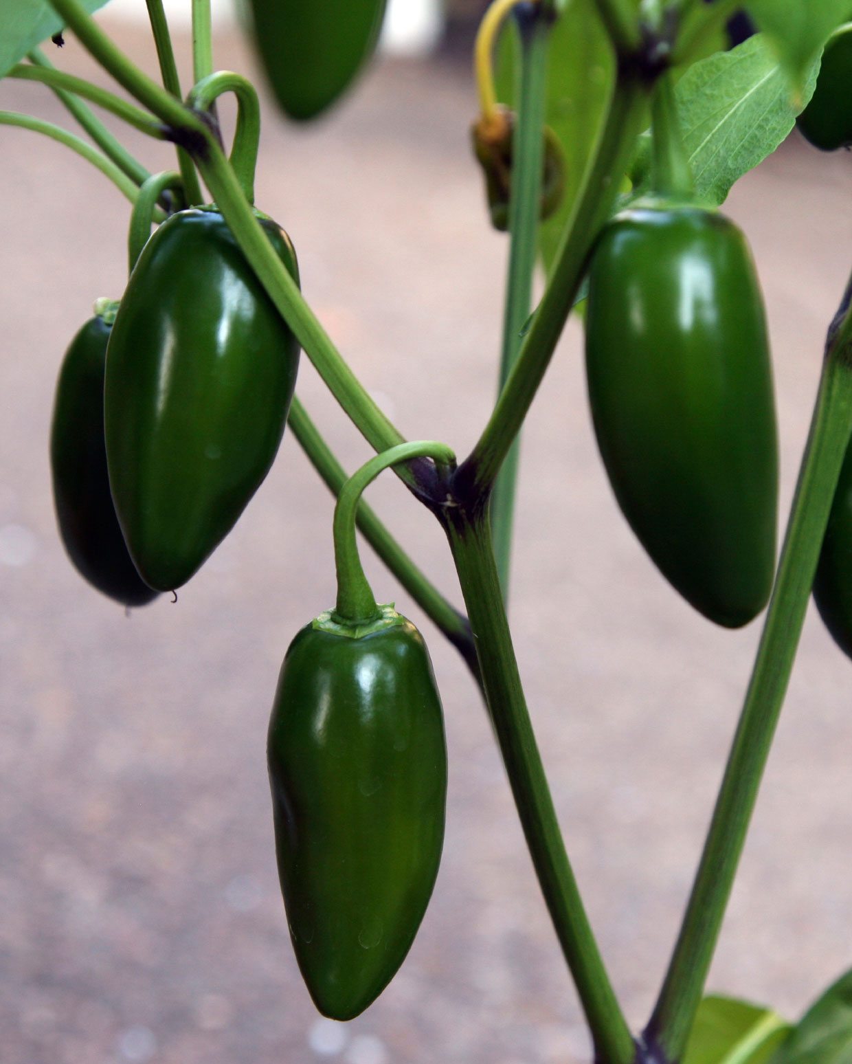 Pepper, Jalapeno Chili Pepper Seeds