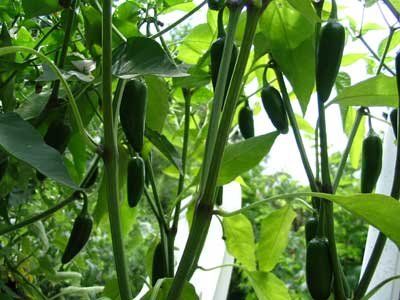 Pepper, Jalapeno Chili Pepper Seeds